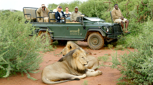 Impodimo Game Lodge - Madikwe Game Reserve - Game Drives, Lion Sighting