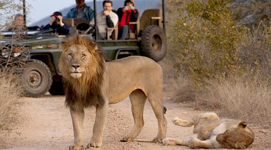 Jaci's Safari Lodge - Madikwe Game Reserve - Lion on Game Drive