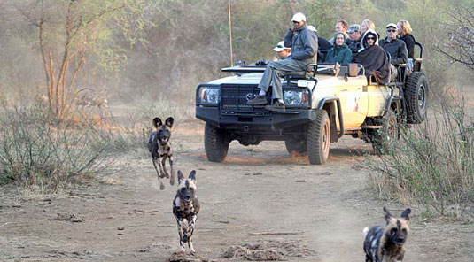 Little Madikwe Hills - Madikwe Game Reserve - Game Drives with Wild Dog 