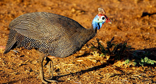 Madikwe Game Reserve -  Guinea Fowl