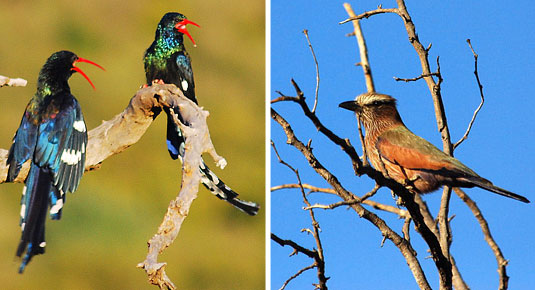Madikwe Game Reserve -  Green Wood Hoopoes & Purple Roller