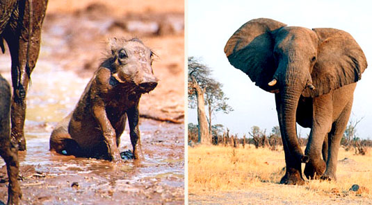 Makanyane Safari Lodge - Madikwe Game Reserve - Baby Warthog & Elephant