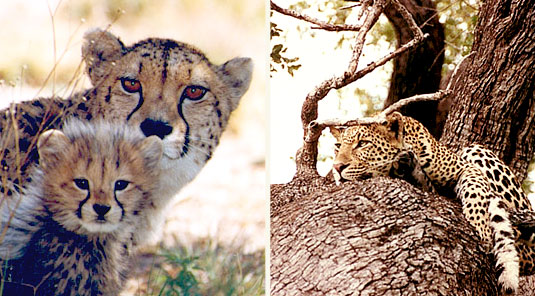 Makanyane Safari Lodge - Madikwe Game Reserve - Wild Cats