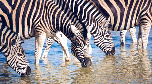 Makanyane Safari Lodge - Madikwe Game Reserve - Zebras