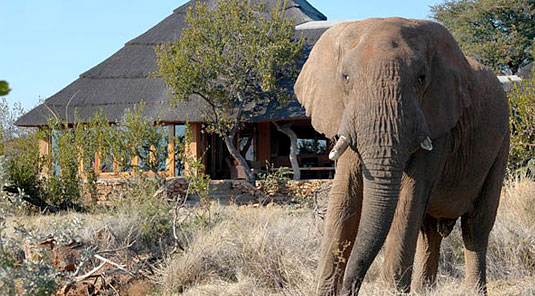 Madikwe Game Reserve - Rhulani Safari Lodge - Lodge with Elephant