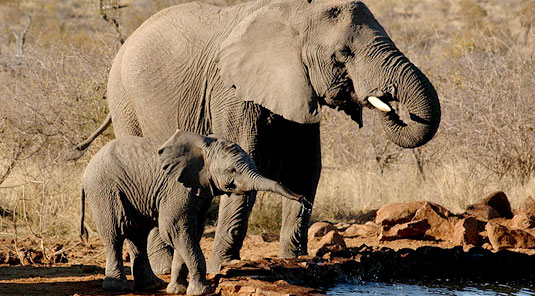Madikwe Game Reserve - Rhulani Safari Lodge -  Elephants at the Waterhole