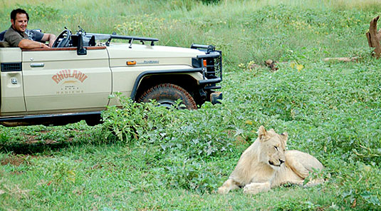 Madikwe Game Reserve - Rhulani Safari Lodge - Lion Sighting on Game Drives