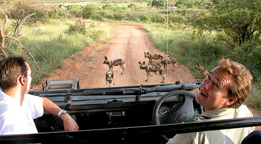 Madikwe Game Reserve - Rhulani Safari Lodge - Wild Dog Sighting on Game Drives