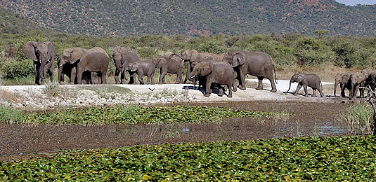 Game Drives, Elephant Heard - Tau Game Lodge - Madikwe Game Reserve