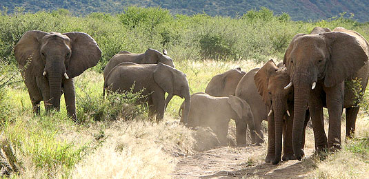 Game Viewing, Elephants - Tau Game Lodge - Madikwe Game Reserve