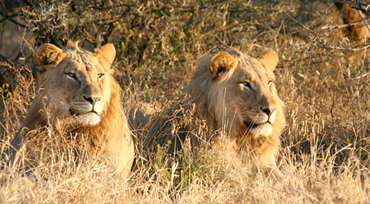 Lions - The Bush House - Madikwe Game Park