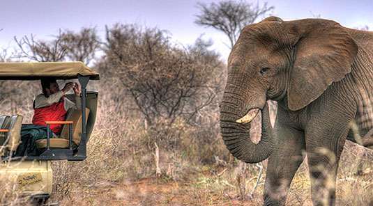 Game Drive Sighting, Elephant - Tuningi Safari Lodge - Madikwe Game Reserve