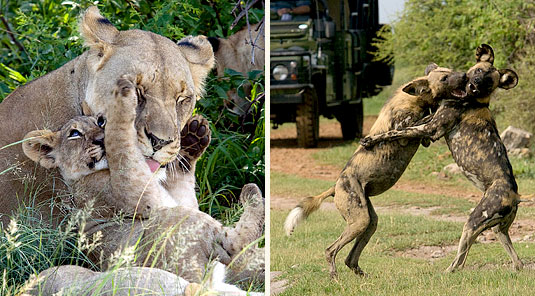Lion & Her Cub and Wild Dog - Tuningi Safari Lodge - Madikwe Game Reserve