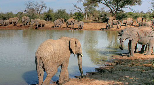 Elephant Herd at Waterhole - Tuningi Safari Lodge - Madikwe Game Reserve